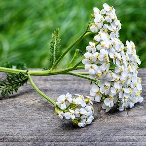 Yarrow Blue Essential Oil