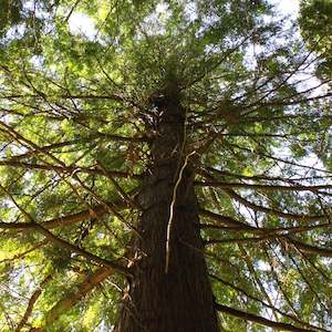 Giant Arborvitae Oil (Western Red Cedar) Essential Oil