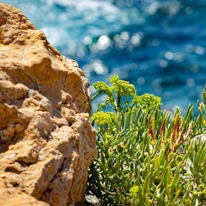 Sea Fennel Essential Oil