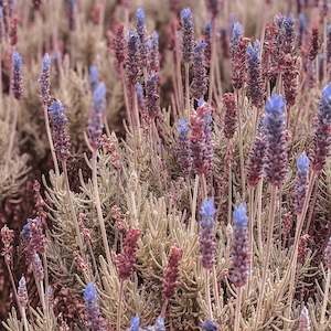 Lavender Violet Intrigue NZ Essential Oil