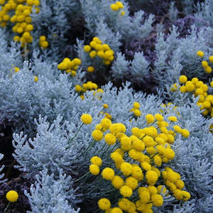 Blue Tansy Essential Oil