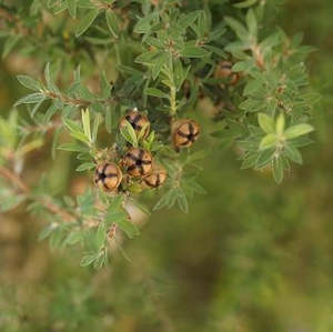 Tea Tree NZ Essential Oil - Certified Organic