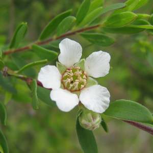 Tea Tree Australian Essential Oil - Certified Organic