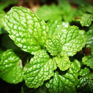 Spearmint Essential Oil - Certified Organic