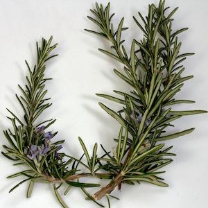 Perfume wholesaling: Rosemary ct. Cineole Essential Oil - Certified Organic