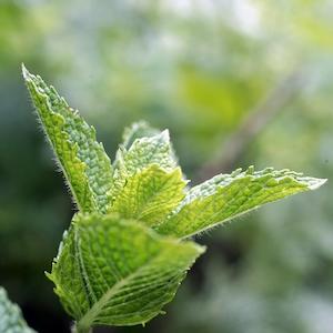 Peppermint Essential Oil - Certified Organic