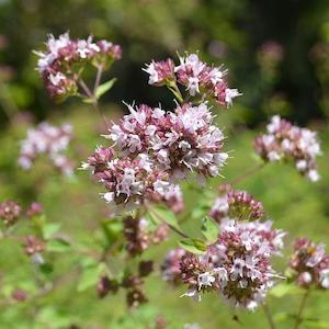 Perfume wholesaling: Marjoram Sweet Essential Oil - Certified Organic