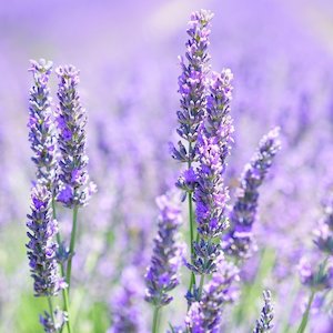 Perfume wholesaling: Lavender Essential Oil - Certified Organic