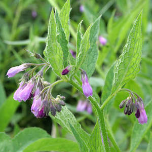 Comfrey Leaf Infused in Almond Oil