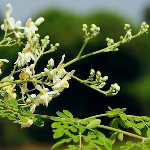 Moringa Seed Oil