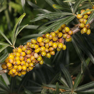 Sea Buckthorn Berry CO2