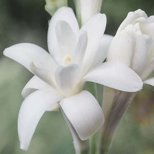 Tuberose Perfume Wax