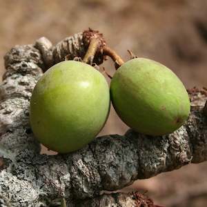 Shea Butter Refined - Certified Organic