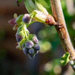 Blackcurrant Bud Absolute