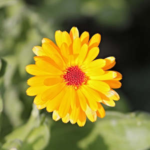 Calendula CO2