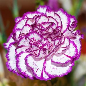 Carnation Absolute