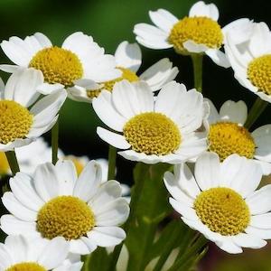 Perfume wholesaling: Chamomile German Essential Oil